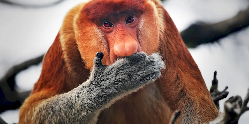 Crested baboon