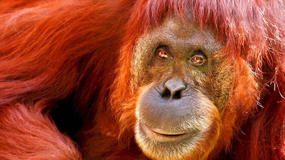 Flat-faced monkey