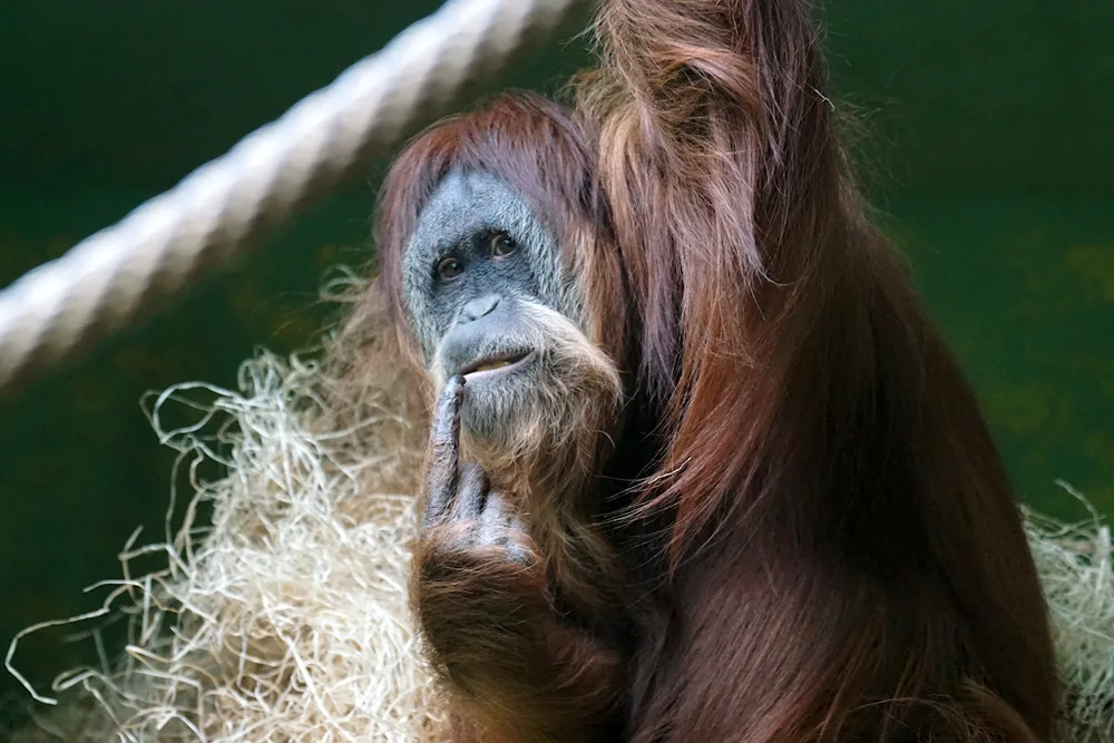 Monkey with hairstyle