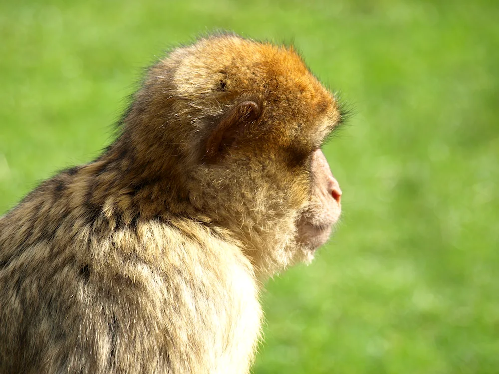 Maymun meimun monkeys