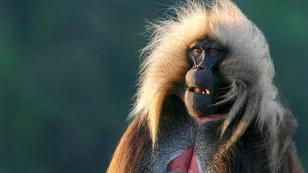 Bald monkey with long bangs