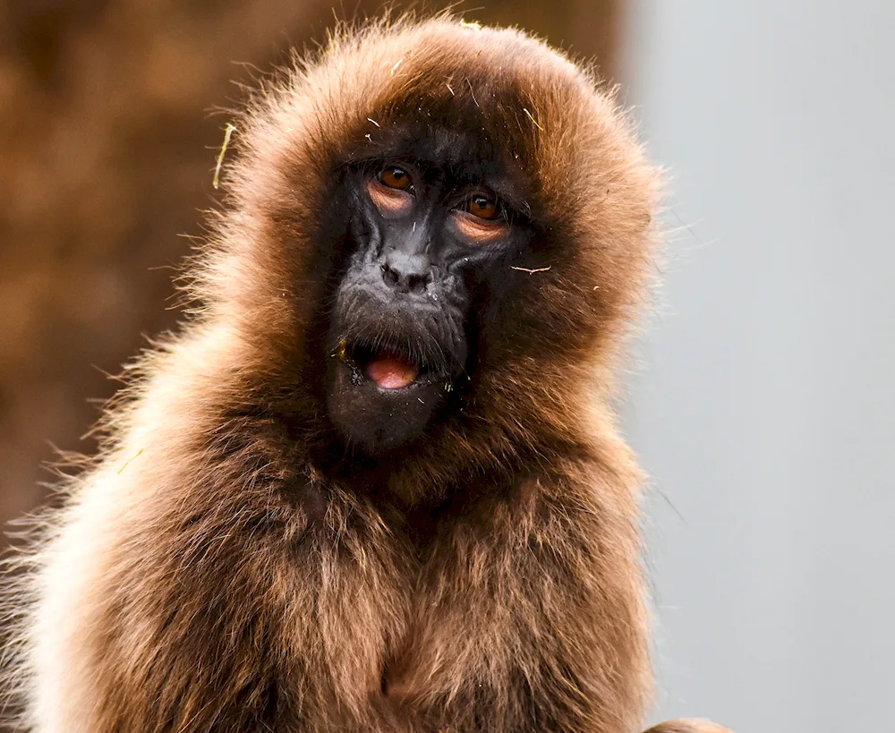 Gorilla monkey