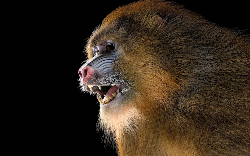 Orangutan monkey with hairstyle