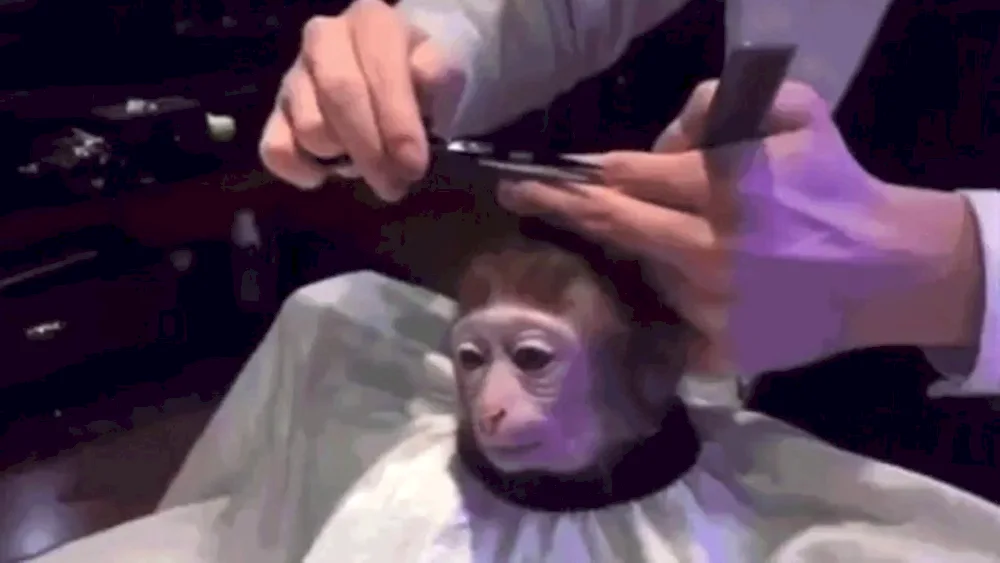 Ape in a hairstyle poker