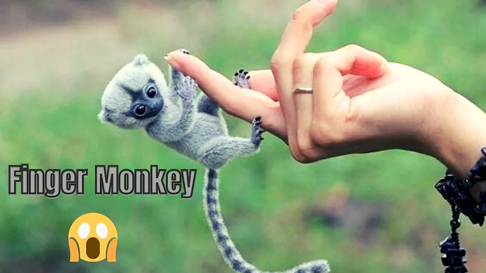 Monkey toy