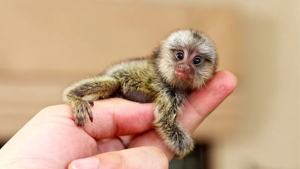 Marmoset Monkey Toy