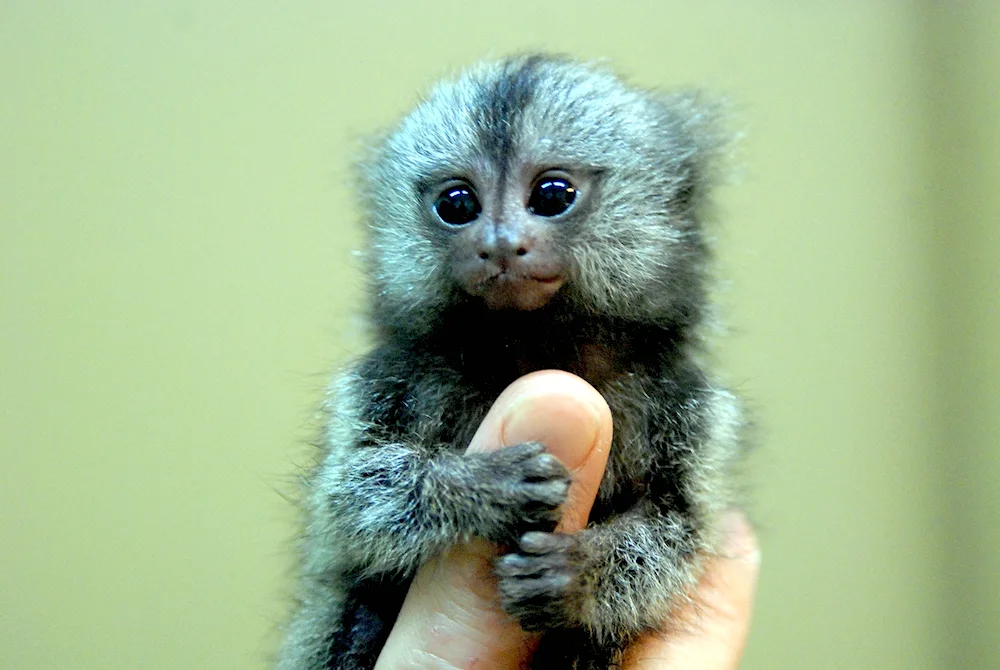 Marmoset monkey toy