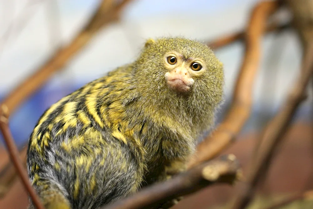 Marmoset monkey toy