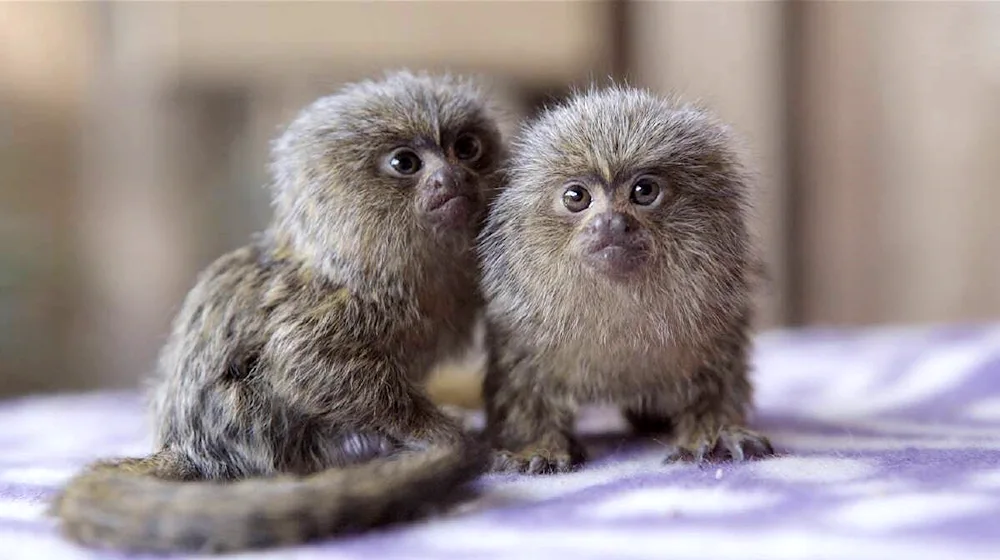 Little marmoset monkey toy