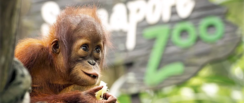 Monkey live wallpaper