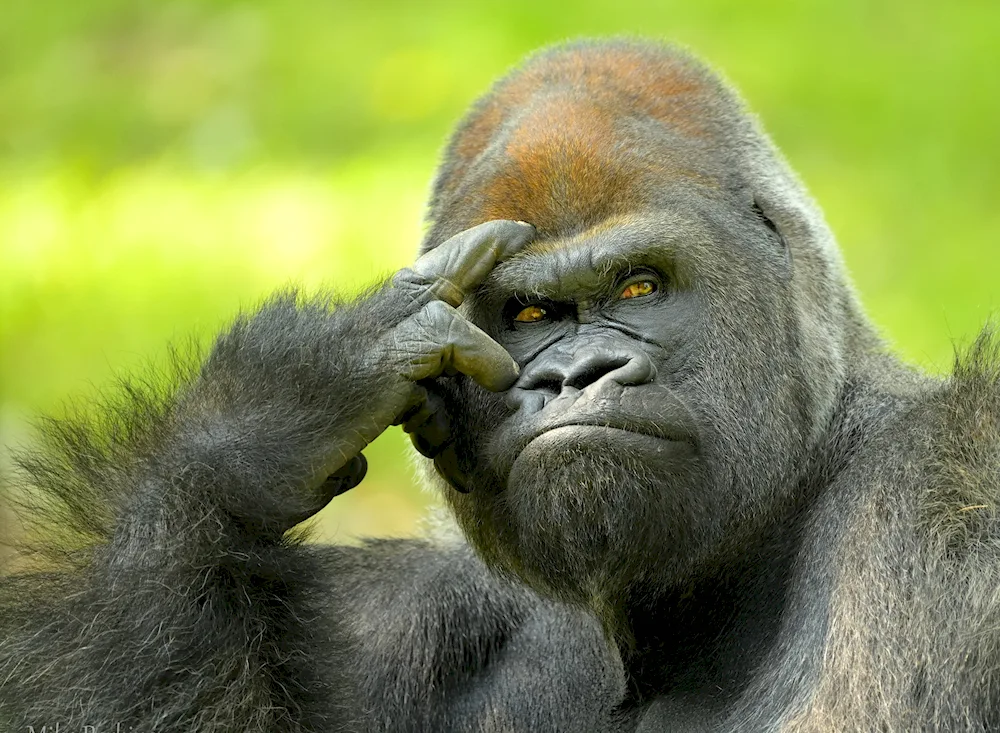Obama monkey
