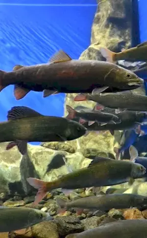 Inhabitants of Lake Baikal fish