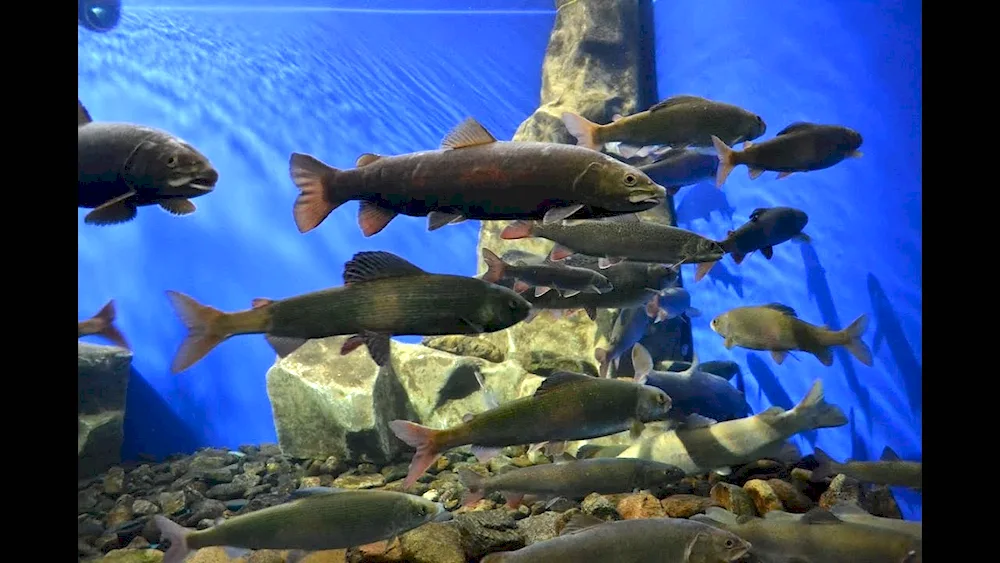 Inhabitants of Lake Baikal fish