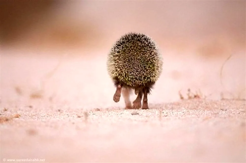 Echidna porcupine