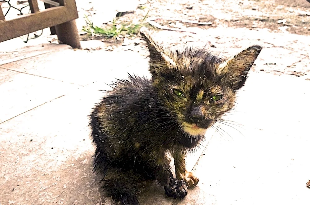 Cat with umbrella