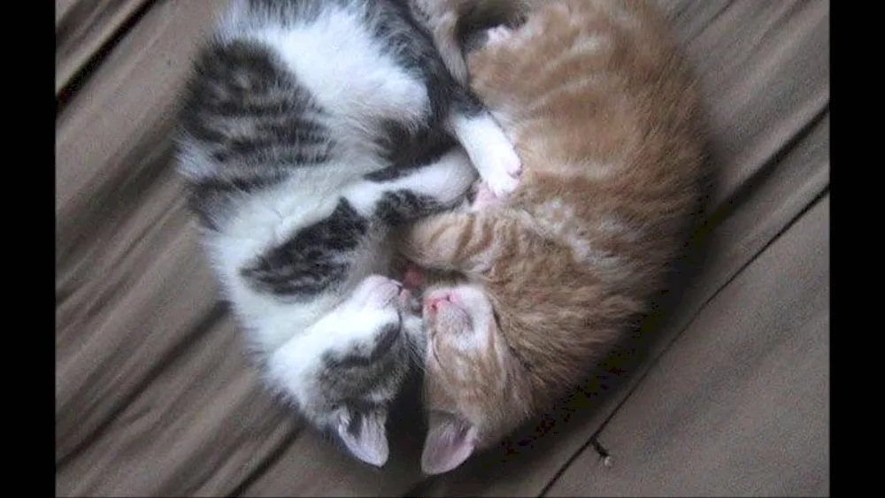 Cats cuddle