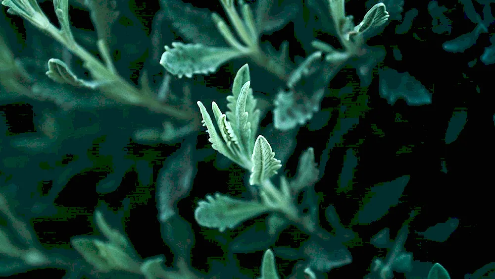 Wormwood