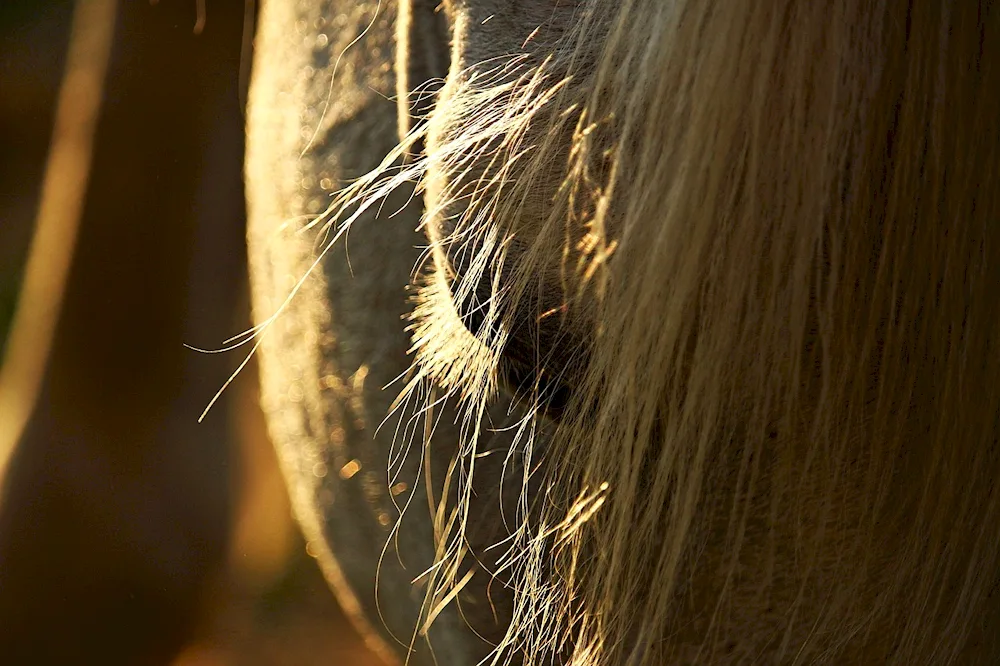 Horse hairstyles