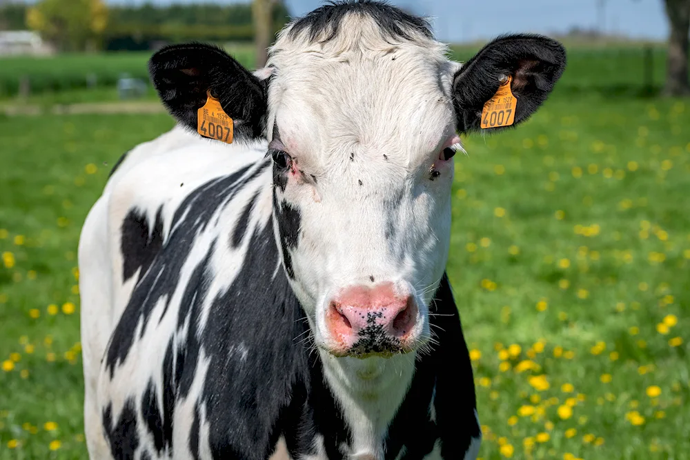 Cow's eyelashes