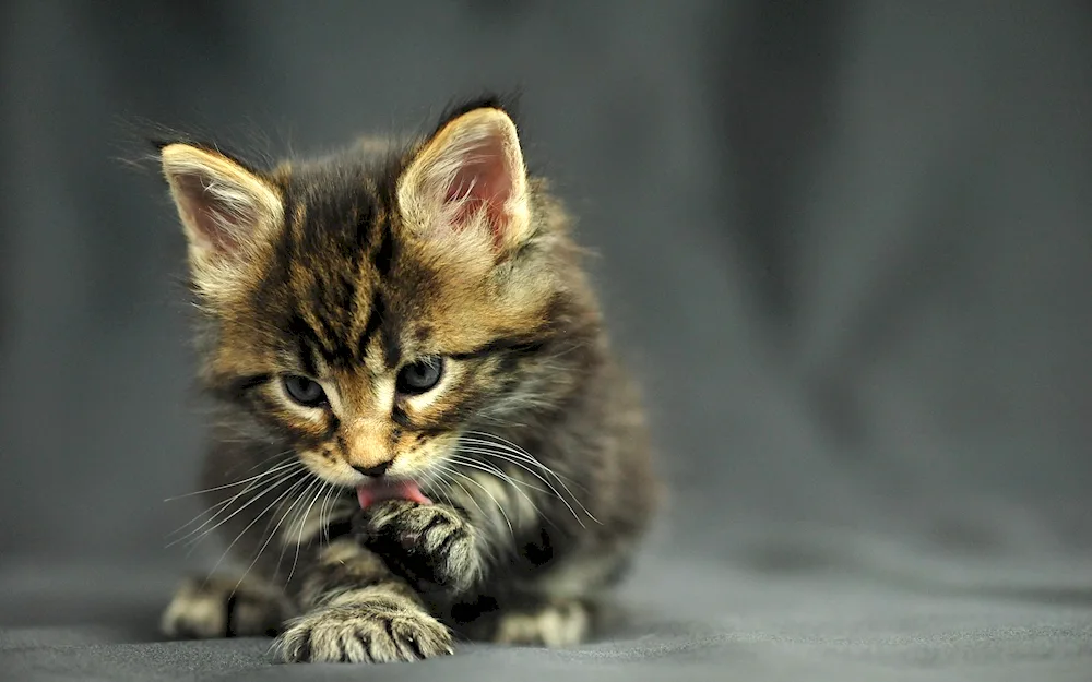 Maine-. coon