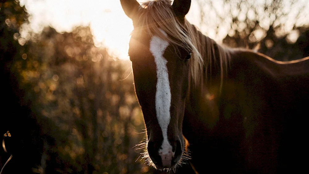 Horse wallpaper