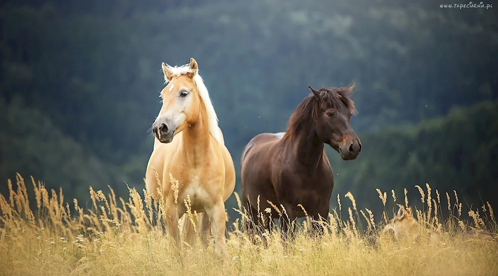 Horses wallpaper