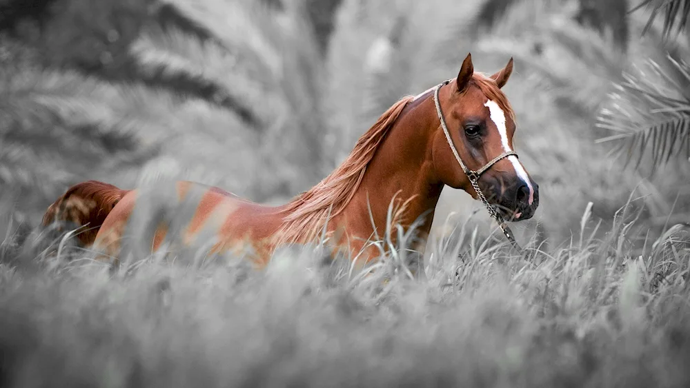 Horses in the wild