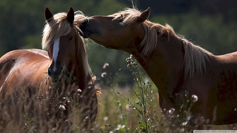 Beautiful horses