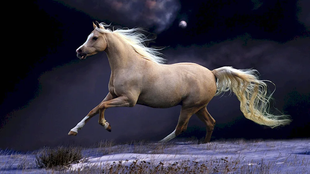 Horses wallpaper