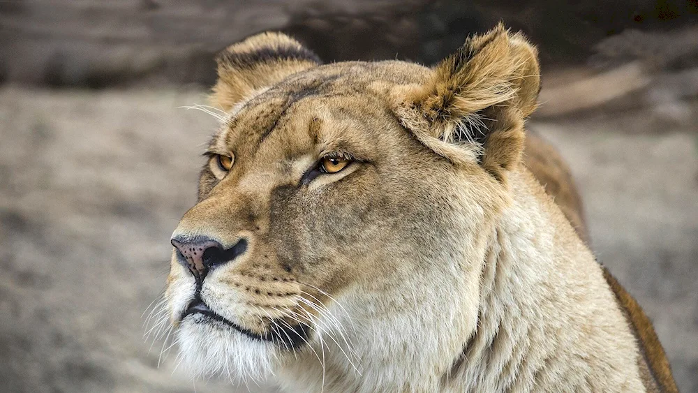 Lioness