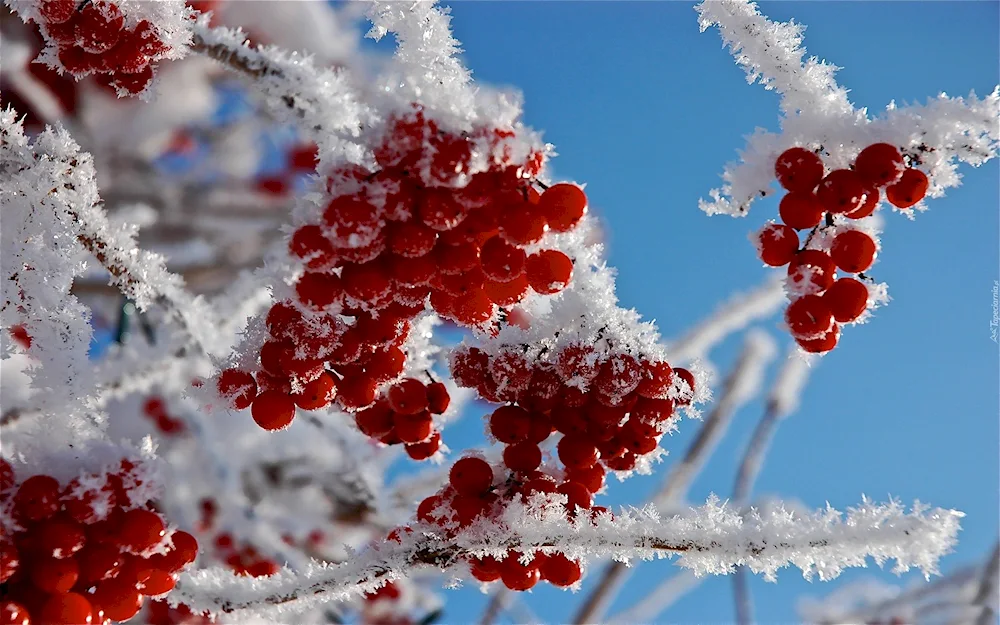 Winter landscape