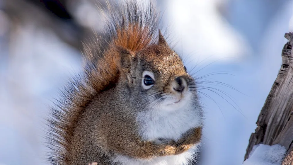 Winter squirrel desktop wallpaper