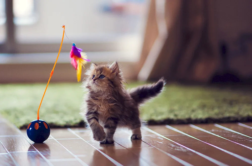 Beautiful kittens