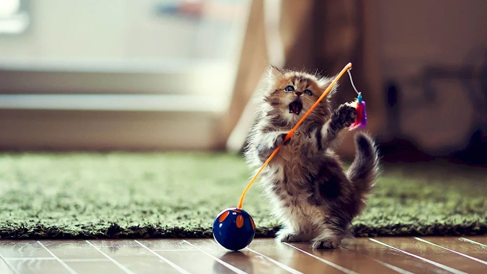 Cat desktop wallpaper