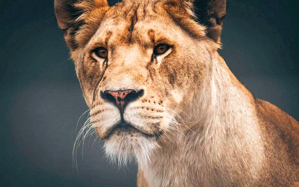 Lioness