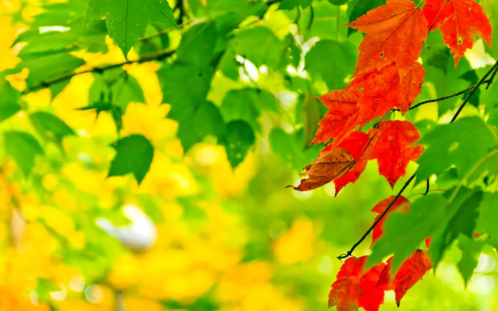 Autumn desktop wallpaper for autumn