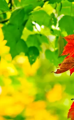 Wallpaper for desktop autumn