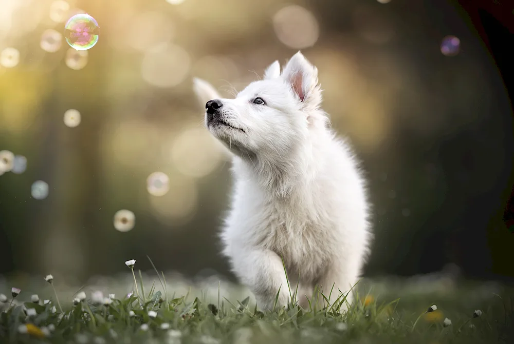 Samoyed puppy picture for desktop Samoyed