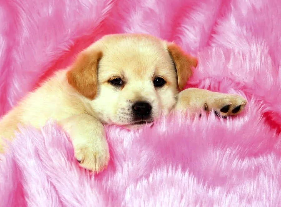 Desktop wallpaper puppies