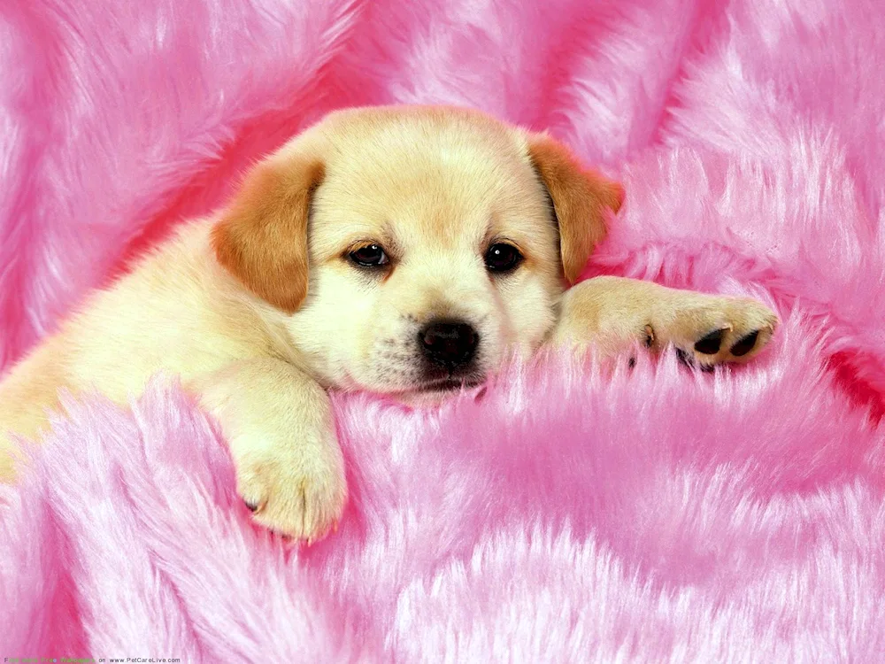 Puppy desktop wallpaper puppies