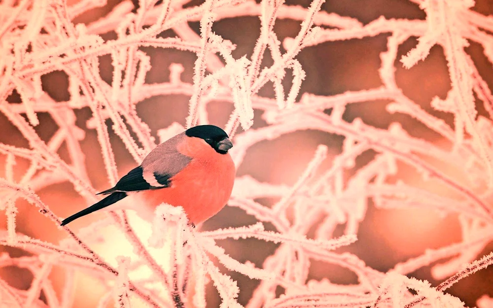 Winter Goldfinches