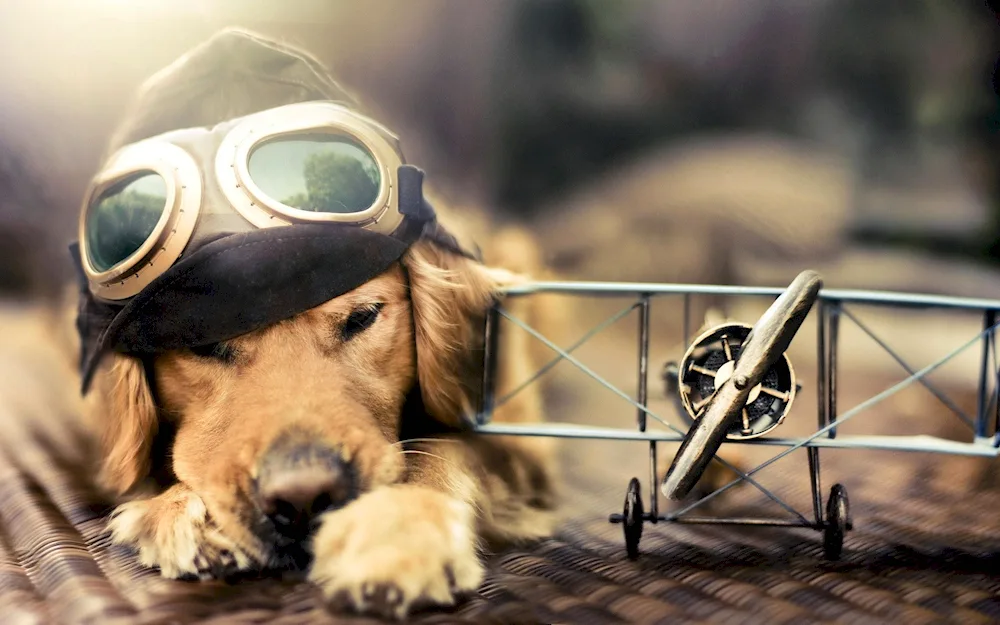 Dogs desktop wallpaper