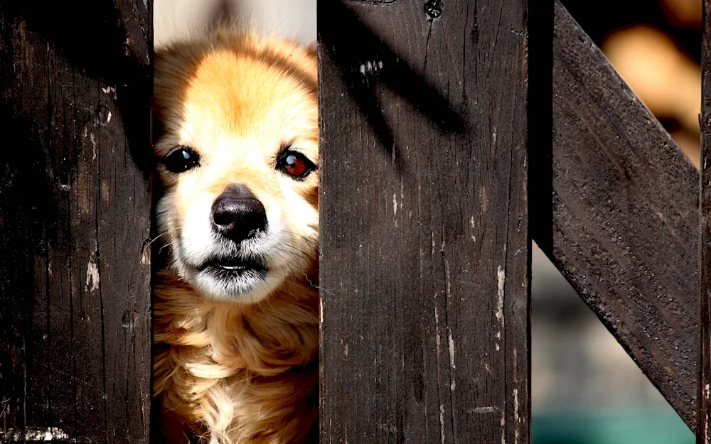 Dog desktop wallpaper