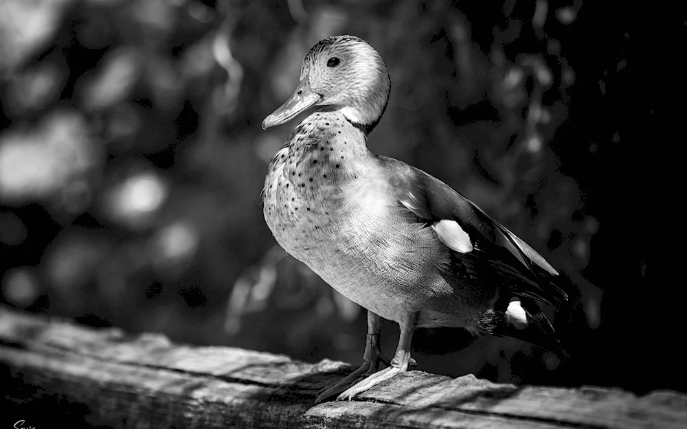 Mandarin duck