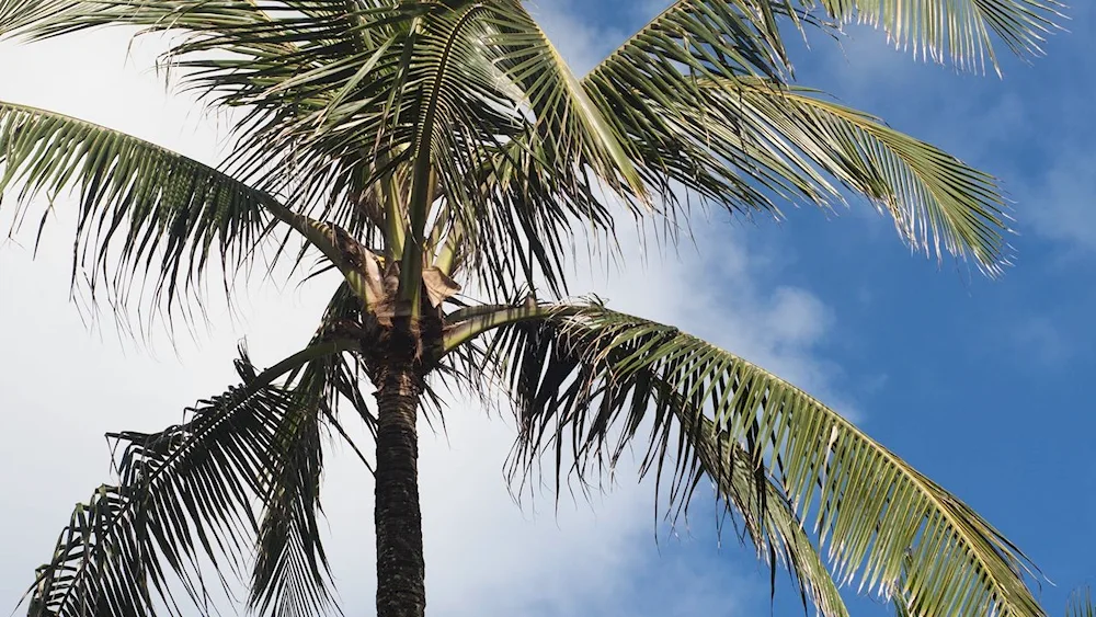 Palm wallpaper