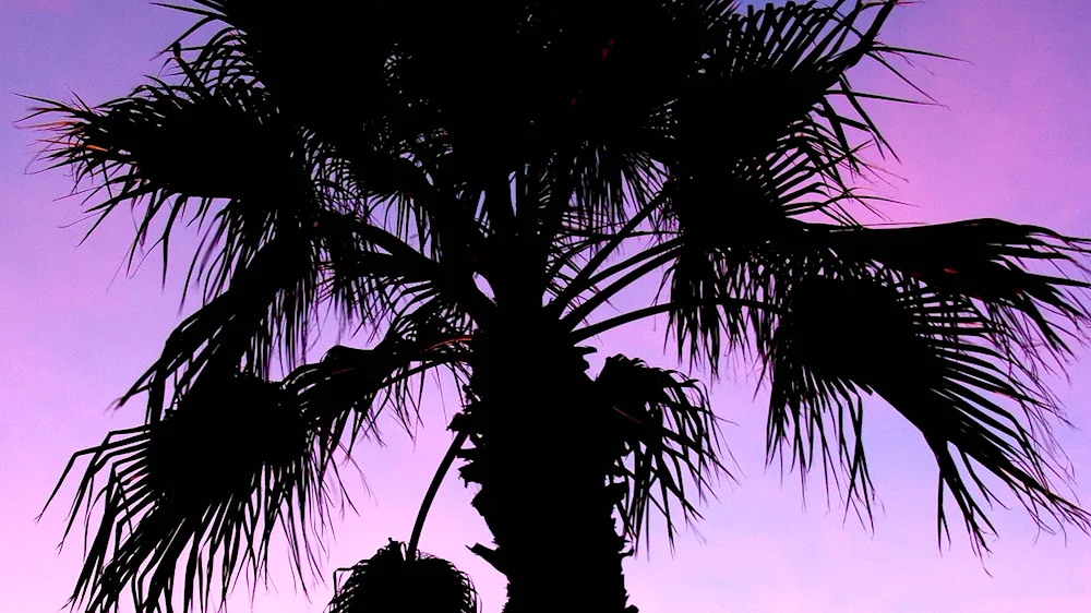 Palma palm