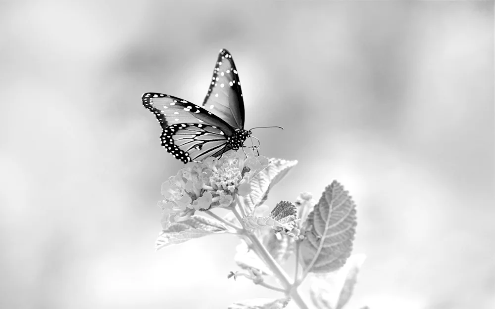 Butterflies on a black background