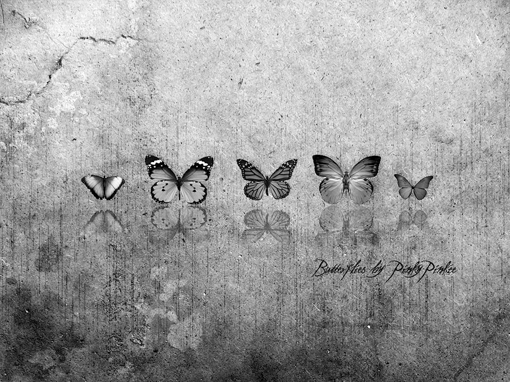 Butterflies Aesthetics