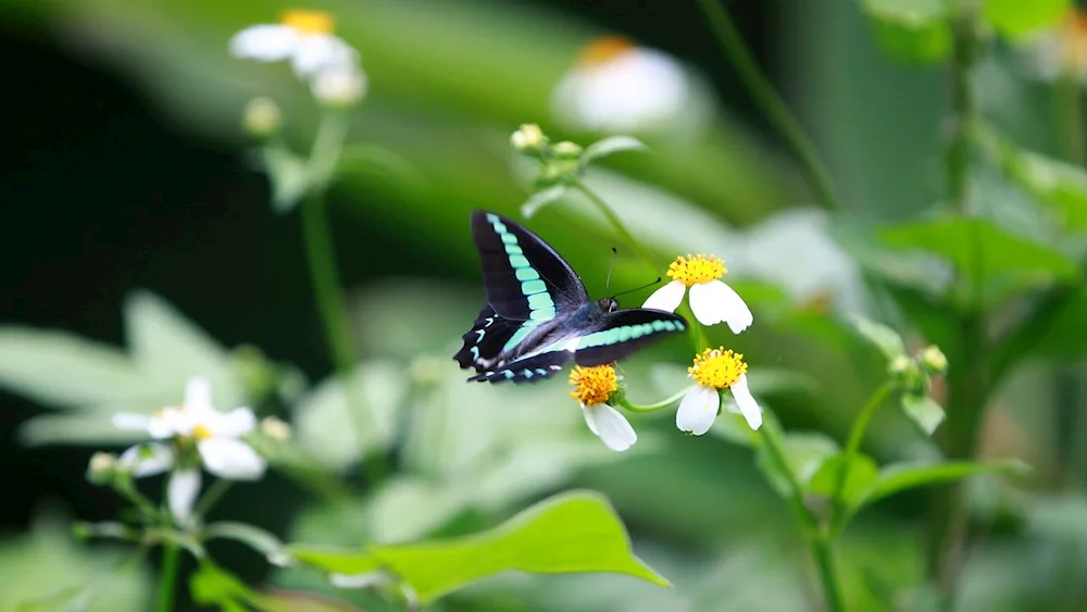 Flying butterflies