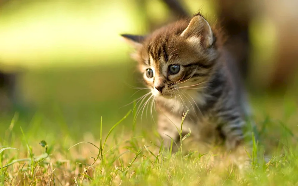 Kitten on white background